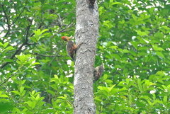 Reinwardtipicus validus