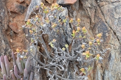 Mitrophyllum