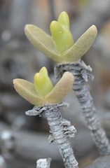 Mitrophyllum
