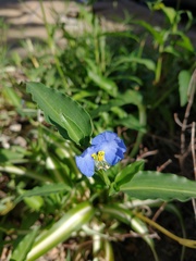 Commelina erecta