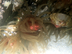 Isactinia olivacea