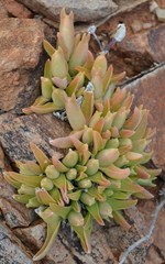 Mitrophyllum mitratum