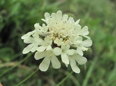 Scabiosa bipinnata