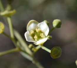 Montinia