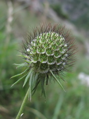 Scabiosa bipinnata