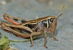 Alpinacris tumidicauda