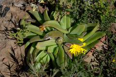 Glottiphyllum