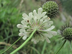Scabiosa bipinnata
