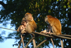 Macaca fascicularis