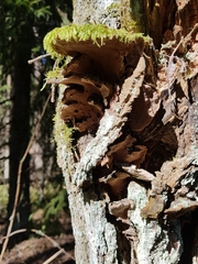 Phellinopsis conchata