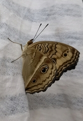 Lepidoptera
