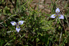 Moraea fergusoniae