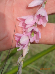 Dierama latifolium