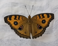Lepidoptera