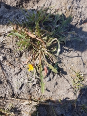 Taraxacum bessarabicum