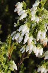 Erica physodes
