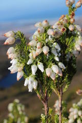 Erica physodes