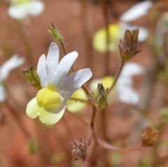 Nemesia anisocarpa