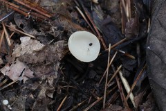 Sarcoscypha vassiljevae