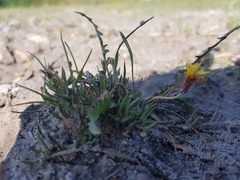 Taraxacum bessarabicum