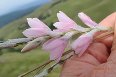 Dierama latifolium