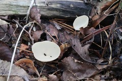 Sarcoscypha vassiljevae