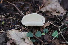 Sarcoscypha vassiljevae