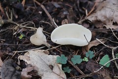 Sarcoscypha vassiljevae