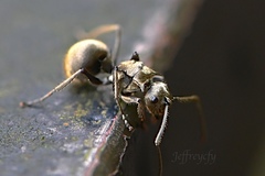 Polyrhachis vigilans