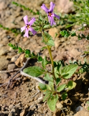 Jamesbrittenia thunbergii