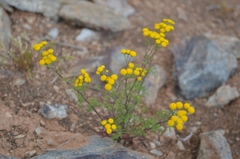 Oncosiphon suffruticosus