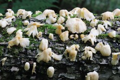 Pleurotus citrinopileatus