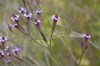 Brazilian Vervain - Photo (c) pietermier, some rights reserved (CC BY-NC)