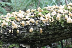 Pleurotus citrinopileatus