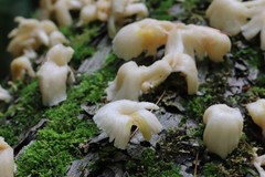 Pleurotus citrinopileatus