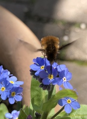 Bombylius discolor