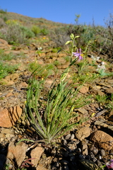 Cyanella pentheri