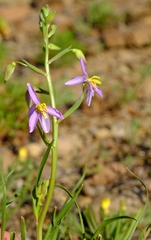Cyanella pentheri