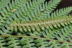 Dryopteris crassirhizoma