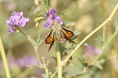 Hesperia assiniboia