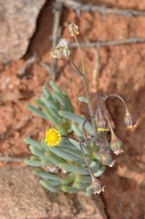 Othonninae