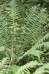 Dryopteris crassirhizoma