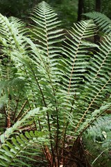 Dryopteris crassirhizoma