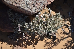 Pelargonium crassicaule