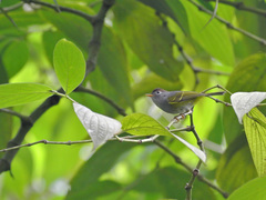 Phylloscopus castaniceps