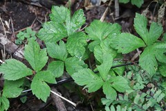 Sanicula chinensis