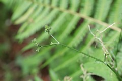Sanicula chinensis