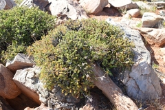 Pelargonium dasyphyllum