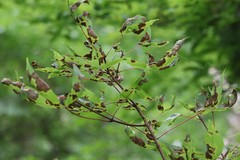 Acer mandshuricum