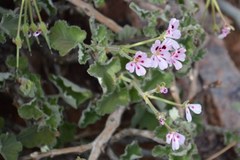 Pelargonium echinatum
